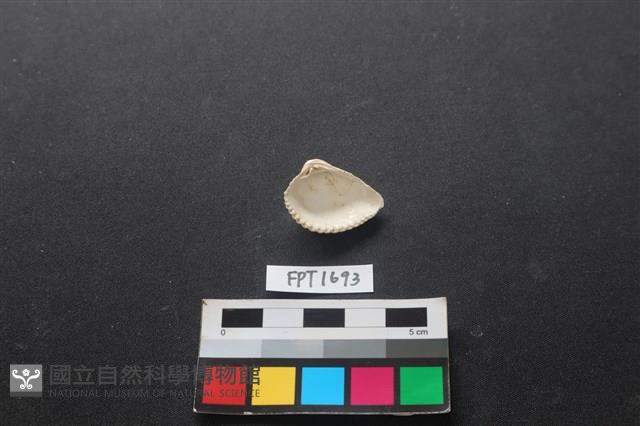 貝殼藏品圖，第2張