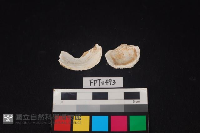 貝殼藏品圖，第2張