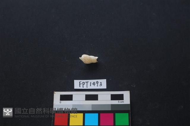 貝殼藏品圖，第2張