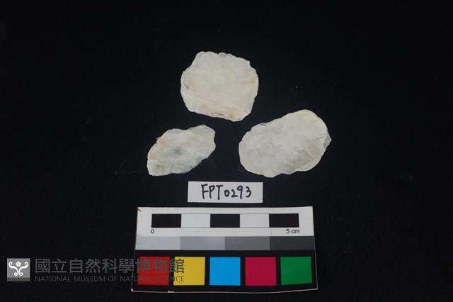 貝殼藏品圖，第2張