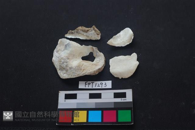 貝殼藏品圖，第2張