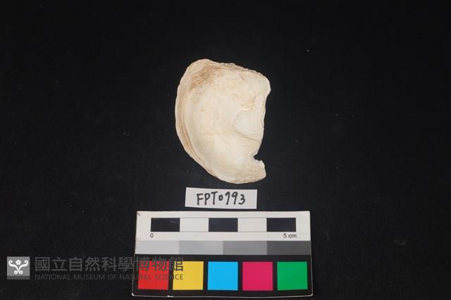 貝殼藏品圖，第2張