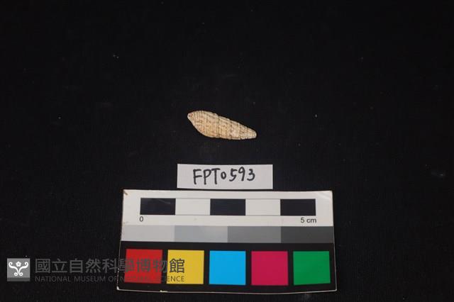 貝殼藏品圖，第2張