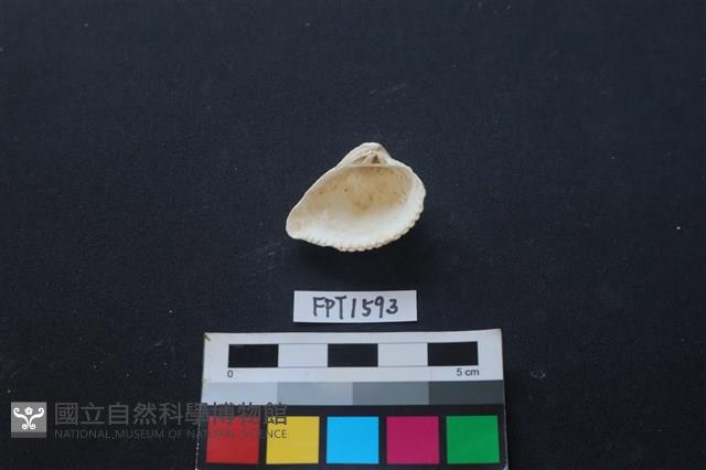 貝殼藏品圖，第2張