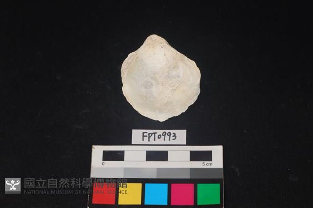 貝殼藏品圖，第2張