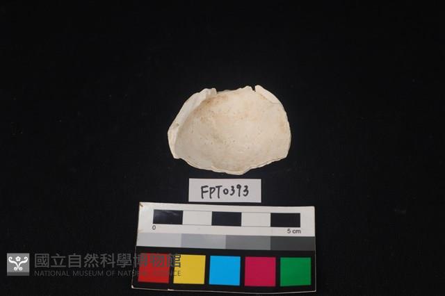 貝殼藏品圖，第2張