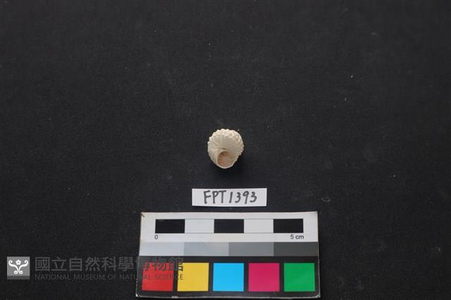 貝殼藏品圖，第2張