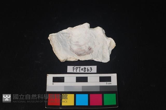 貝殼藏品圖，第2張