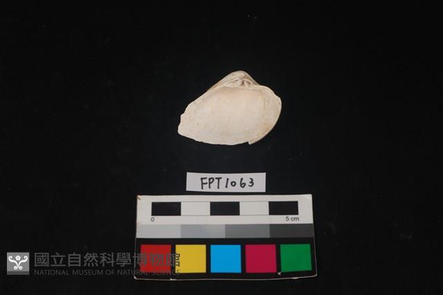 貝殼藏品圖，第2張