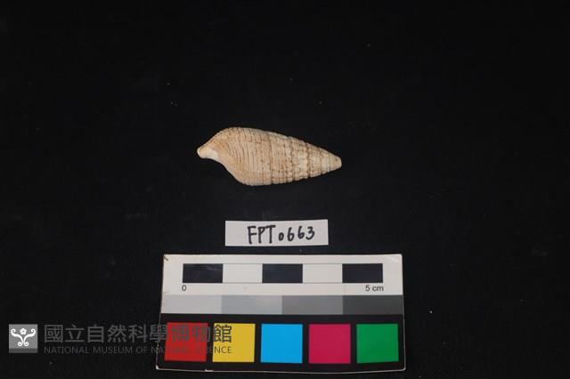 貝殼藏品圖，第2張