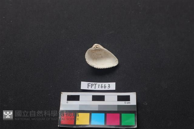 貝殼藏品圖，第2張