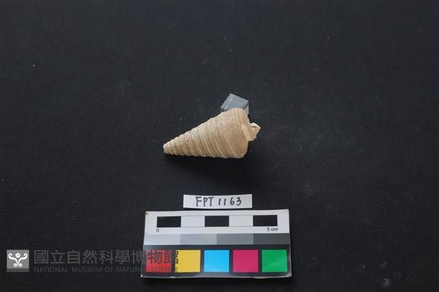 貝殼藏品圖，第2張