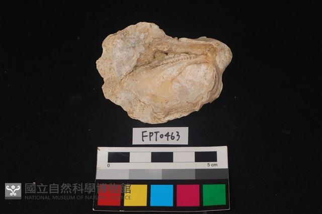 貝殼藏品圖，第2張