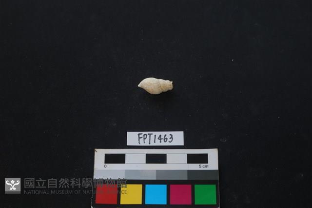 貝殼藏品圖，第2張