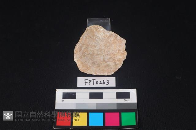 貝殼藏品圖，第2張