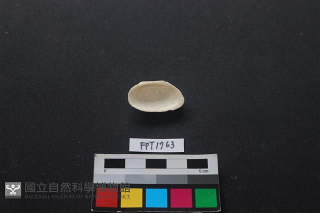 貝殼藏品圖，第2張
