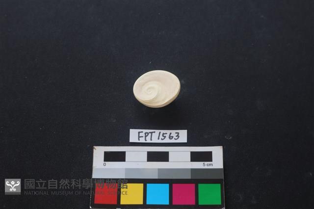貝殼藏品圖，第2張