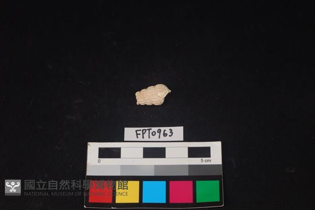 貝殼藏品圖，第2張