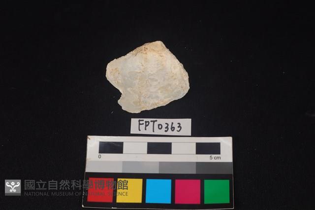 貝殼藏品圖，第2張