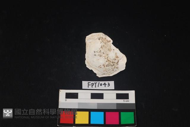 貝殼藏品圖，第2張