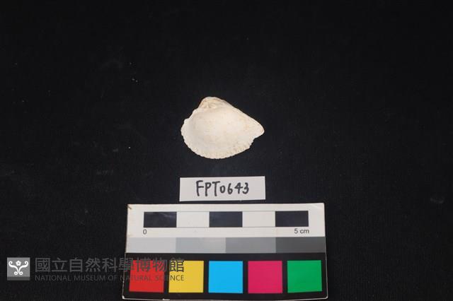 貝殼藏品圖，第2張