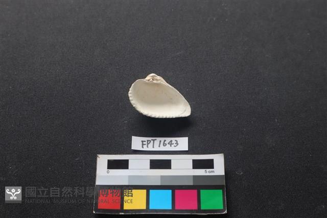 貝殼藏品圖，第2張