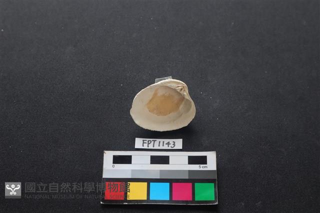 貝殼藏品圖，第2張