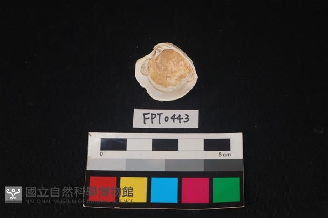 貝殼藏品圖，第2張
