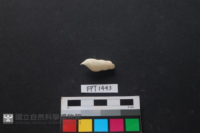 貝殼藏品圖，第2張
