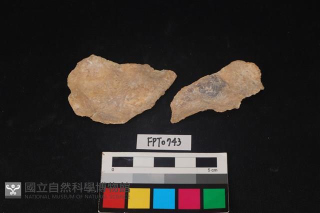 貝殼藏品圖，第2張