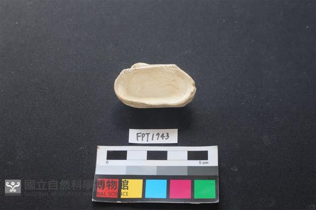 貝殼藏品圖，第2張