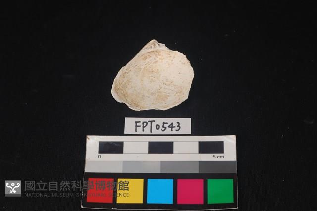 貝殼藏品圖，第2張
