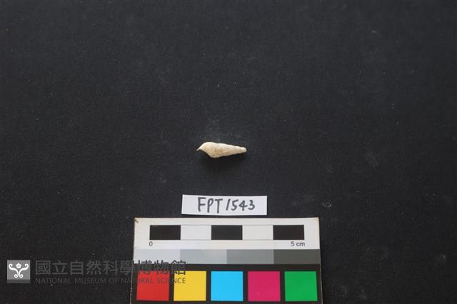 貝殼藏品圖，第2張