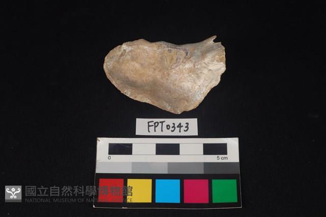 貝殼藏品圖，第2張