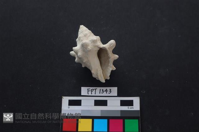 貝殼藏品圖，第2張