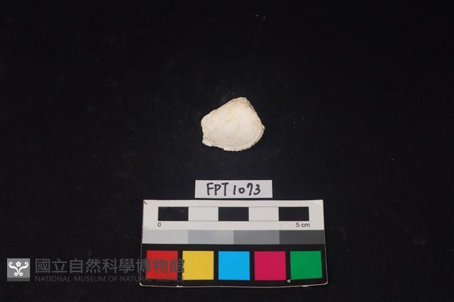 貝殼藏品圖，第2張