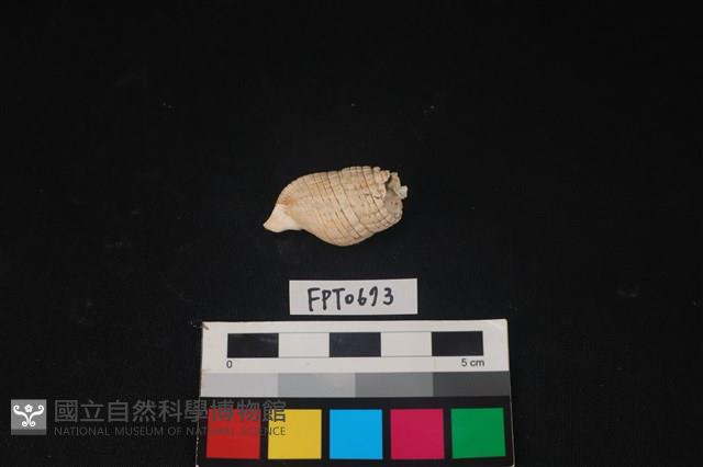 貝殼藏品圖，第2張