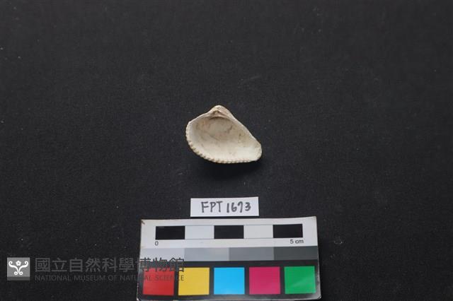 貝殼藏品圖，第2張