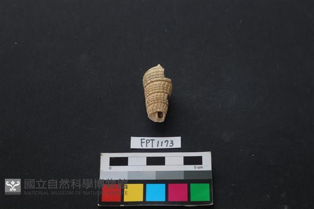 貝殼藏品圖，第2張