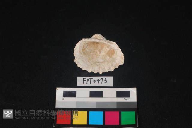 貝殼藏品圖，第2張