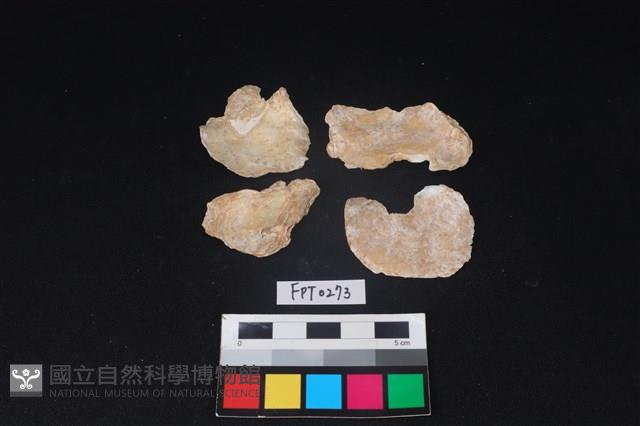 貝殼藏品圖，第2張