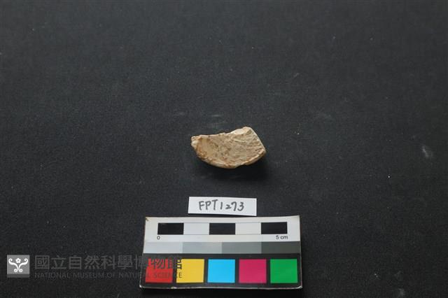 貝殼藏品圖，第2張