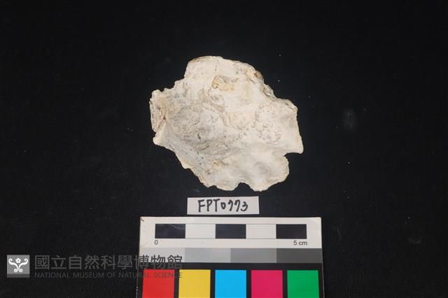 貝殼藏品圖，第2張