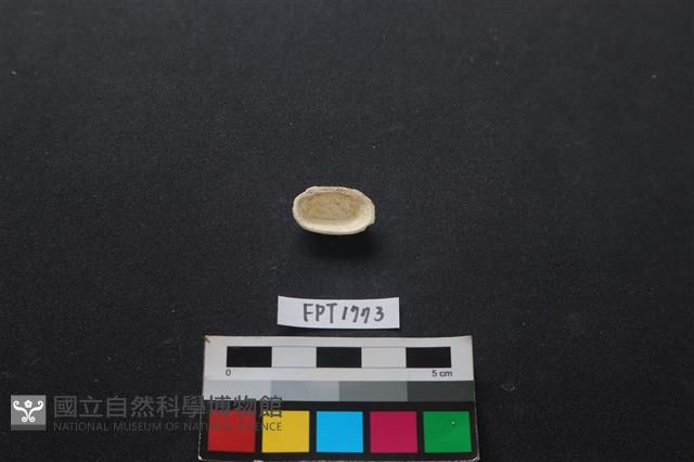 貝殼藏品圖，第2張