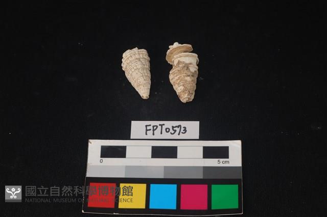 貝殼藏品圖，第2張