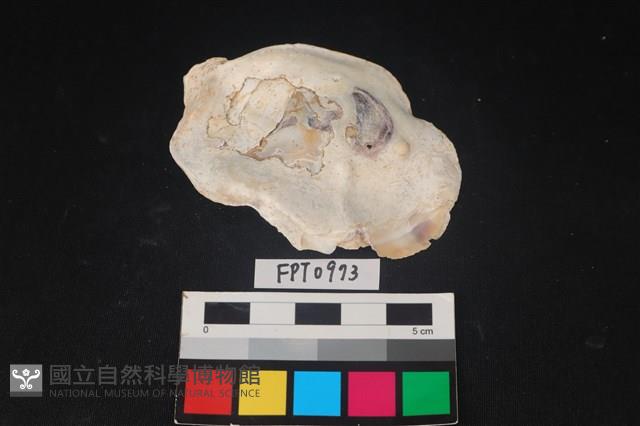 貝殼藏品圖，第2張