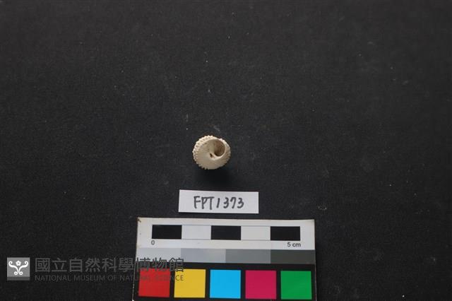 貝殼藏品圖，第2張