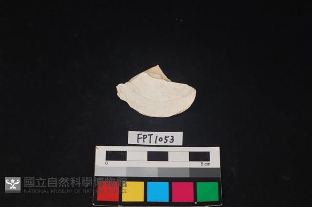 貝殼藏品圖，第2張