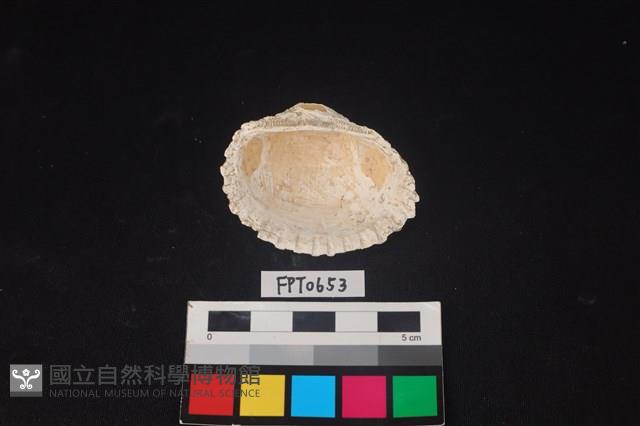 貝殼藏品圖，第2張