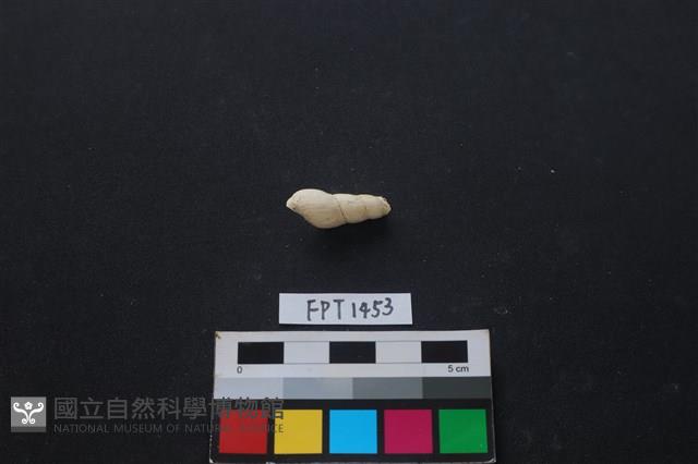 貝殼藏品圖，第2張